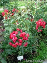 Black Forest Rose ® Black Forest Rose ®
