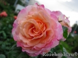 Augusta Luise Augusta Luise