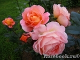 Rosemary Harkness Rosemary Harkness
