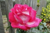 Rose Gaujard Rose Gaujard