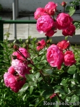 Pomponella Pomponella