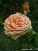 Ashram Ashram