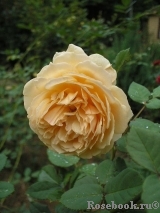 Crown Princess Margareta® Crown Princess Margareta®