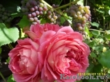 Jubilee Celebration® Jubilee Celebration®