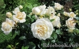 Lions Rose Lions Rose