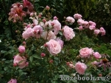 The Alnwick Rose The Alnwick Rose