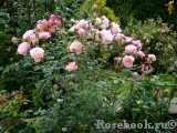 The Alnwick Rose The Alnwick Rose