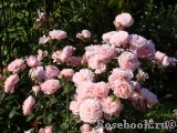 The Alnwick Rose The Alnwick Rose