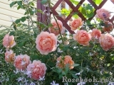 Lady of Shalott Lady of Shalott