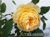 Golden Celebration® Golden Celebration®
