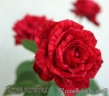 Red Intuition Red Intuition