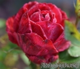 Red Intuition Red Intuition