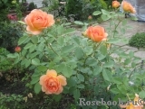 Lady of Shalott Lady of Shalott