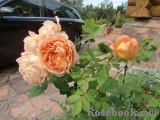 Lady of Shalott Lady of Shalott