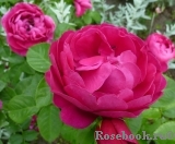 Ascot Ascot