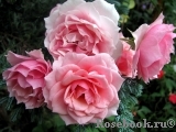 La Rose Bordeaux La Rose Bordeaux