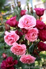 La Rose Bordeaux La Rose Bordeaux