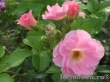 Pink Robusta Pink Robusta