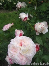 Eliane Gillet Eliane Gillet