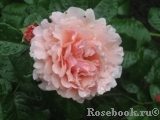 Twiggy’s Rose Twiggy’s Rose