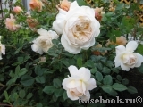 Crocus Rose® Crocus Rose®