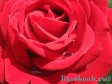 Lovely Red Lovely Red