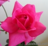 Magenta Diadem Magenta Diadem