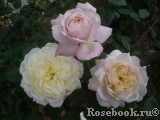 Crocus Rose® Crocus Rose®