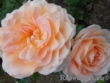 Chandos Beauty Chandos Beauty