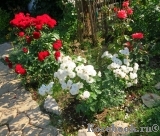 Aspirin Rose Aspirin Rose