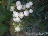 Witte Koster Witte Koster