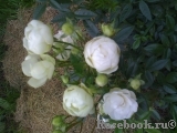 Witte Koster Witte Koster