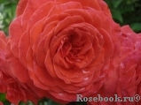 Baccara ®