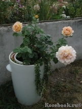 Роза Полька Фото Отзывы