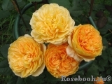 Crown Princess Margareta® Crown Princess Margareta®