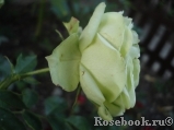 Lovely Green ® Lovely Green ®
