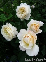 Crocus Rose® Crocus Rose®