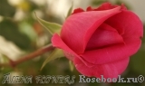 Vin Rose Vin Rose