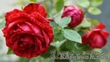 Red Intuition Red Intuition