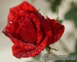 Red Intuition Red Intuition