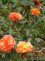 Oranges and Lemons Oranges and Lemons