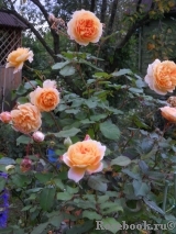 Crown Princess Margareta® Crown Princess Margareta®