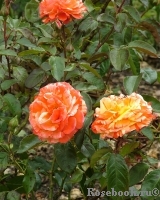 Oranges and Lemons Oranges and Lemons
