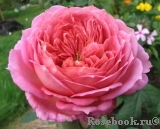 Jubilee Celebration® Jubilee Celebration®