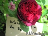 Astrid Grafin von Hardenberg Astrid Grafin von Hardenberg