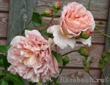Abraham Darby Abraham Darby