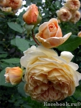 Crown Princess Margareta® Crown Princess Margareta®