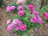 Heidi Klum Rose Heidi Klum Rose