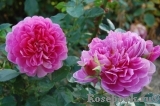 Princess Anne Princess Anne