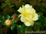 Sunny Rose Sunny Rose
